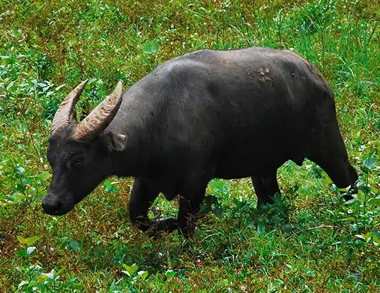 Picture of a tamaraw (Bubalus mindorensis)