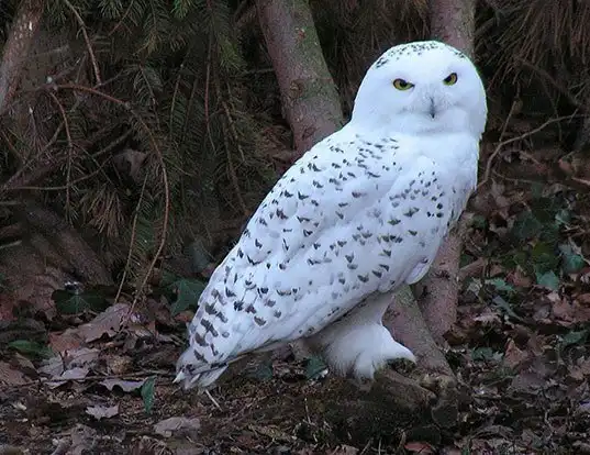 Picture of a snowy owl (Bubo scandiacus)