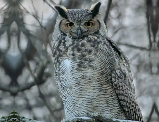 Picture of a great horned owl (Bubo virginianus)
