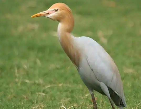 Picture of a cattle egret (Bubulcus ibis)