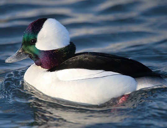 Picture of a bufflehead (Bucephala albeola)