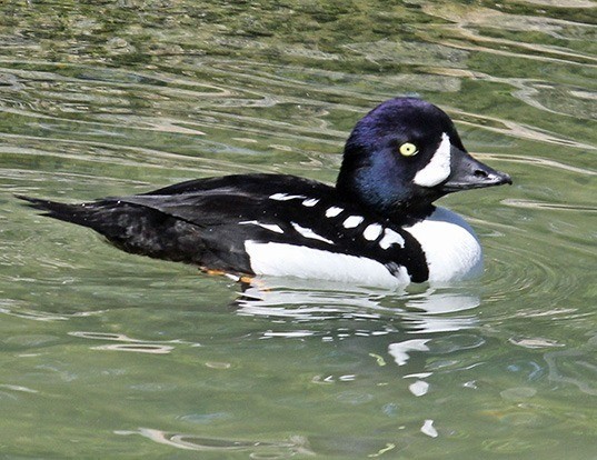 Picture of a barrow's goldeneye (Bucephala islandica)