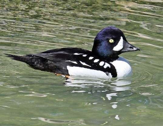Picture of a barrow's goldeneye (Bucephala islandica)