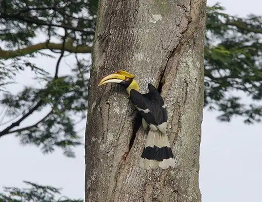 Picture of a great hornbill (Buceros bicornis)