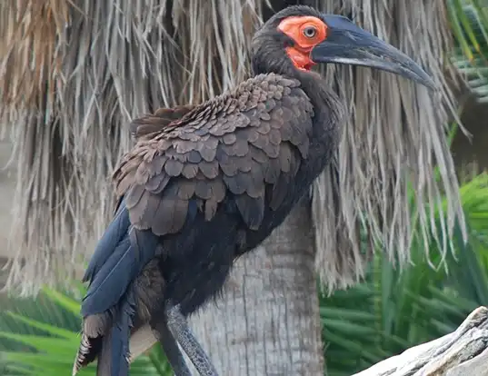Picture of a southern ground hornbill (Bucorvus leadbeateri)
