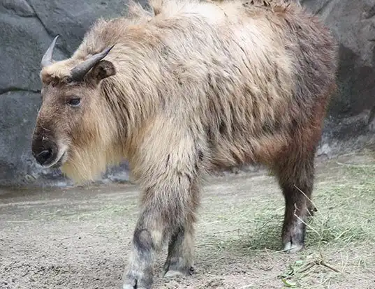 Picture of a takin (Budorcas taxicolor)