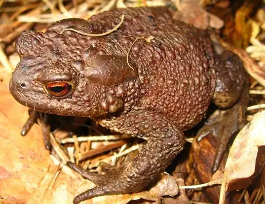 Picture of a toad (Bufo bufo)