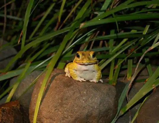 Picture of a yellow toad (Bufo luetkenii)