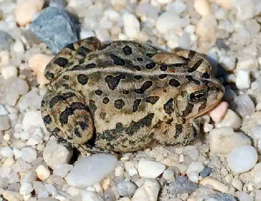 Picture of a woodhouse toad (Bufo woodhousei fowleri)