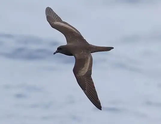 Picture of a bulwer's petrel (Bulweria bulwerii)