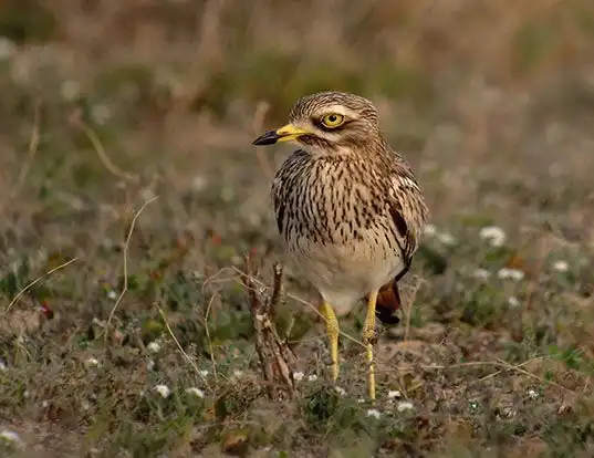 Picture of a eurasian thick-knee (Burhinus oedicnemus)