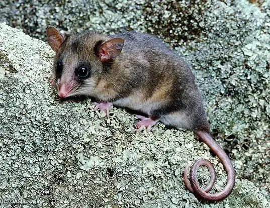 Picture of a mountain pygmy possum (Burramys parvus)