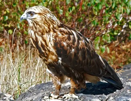 Picture of a rough-legged hawk (Buteo lagopus)
