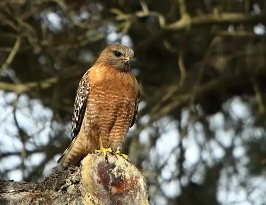Picture of a red-shouldered hawk (Buteo lineatus)