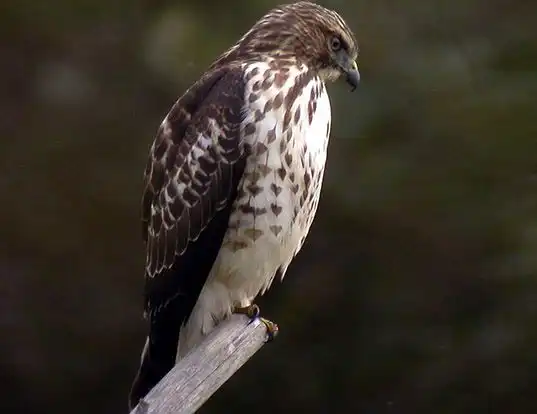 Picture of a broad-winged hawk (Buteo platypterus)