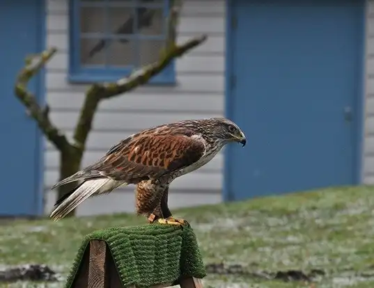 Picture of a ferruginous hawk (Buteo regalis)