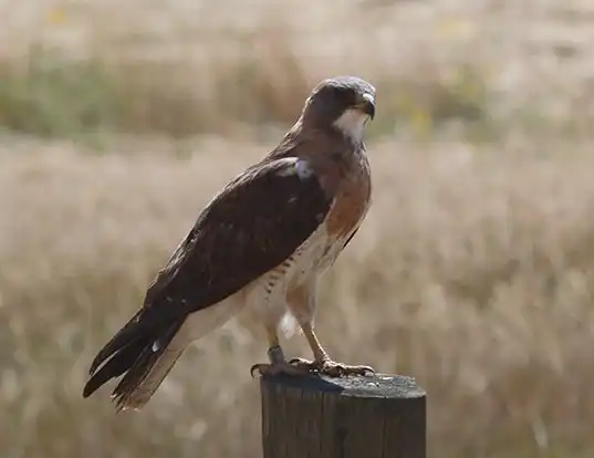 Picture of a swainson's hawk (Buteo swainsoni)