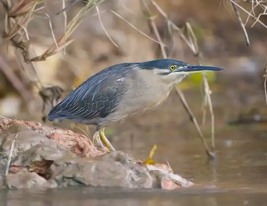 Picture of a striated heron (Butorides striatus)