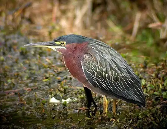 Picture of a green heron (Butorides virescens)