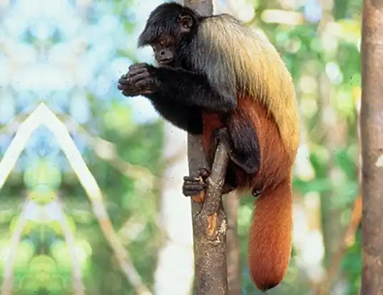 Picture of a golden-backed black uakari (Cacajao melanocephalus)