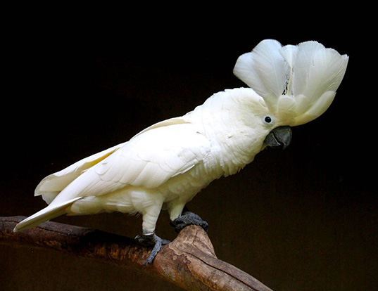 Picture of a white cockatoo (Cacatua alba)