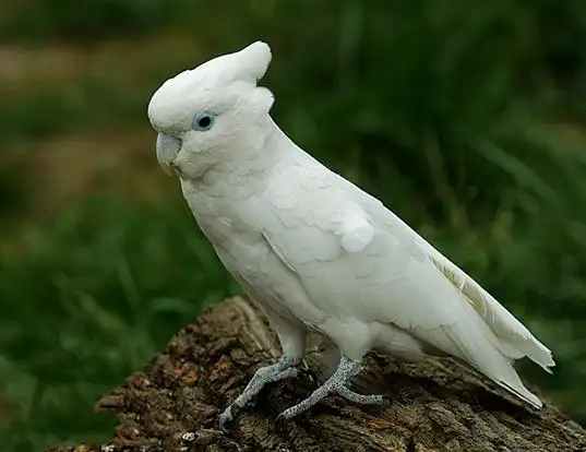 Picture of a solomons corella (Cacatua ducorpsii)