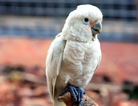 Picture of a tanimbar cockatoo (Cacatua goffiniana)