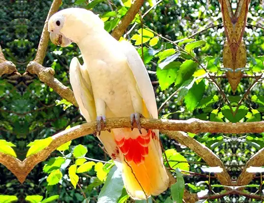 Picture of a philippine cockatoo (Cacatua haematuropygia)