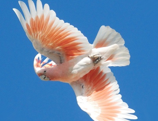 Picture of a major mitchell's cockatoo (Cacatua leadbeateri)