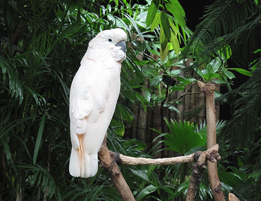 Picture of a salmon-crested cockatoo (Cacatua moluccensis)