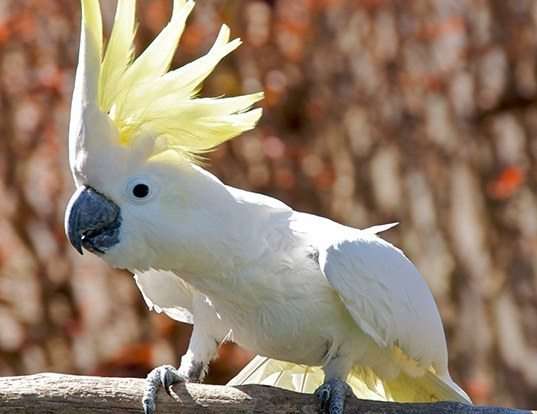 Picture of a blue-eyed cockatoo (Cacatua ophthalmica)