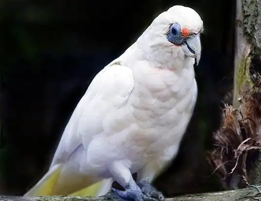 Picture of a western corella (Cacatua pastinator)