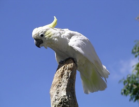 Picture of a yellow-crested cockatoo (Cacatua sulphurea)