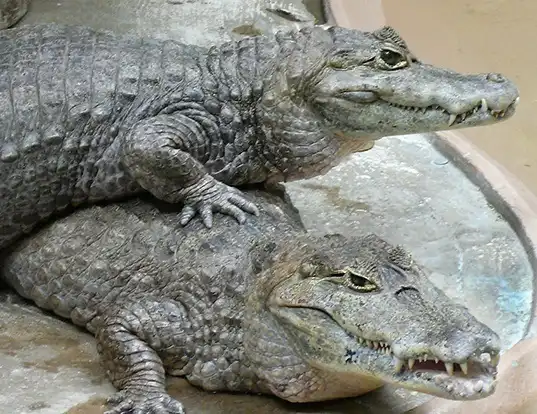 Picture of a caiman (Caiman crocodilus)