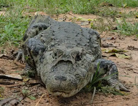 Picture of a broad-snouted caiman (Caiman latirostris)