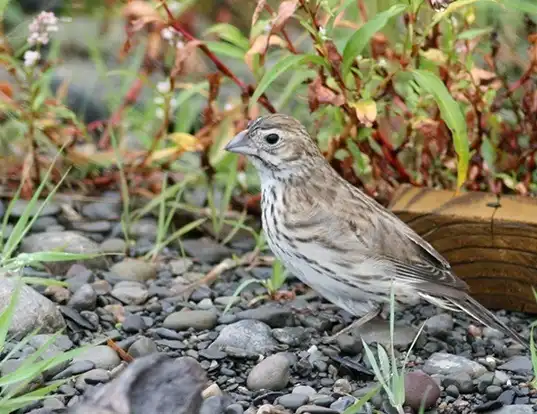 Picture of a lark bunting (Calamospiza melanocorys)