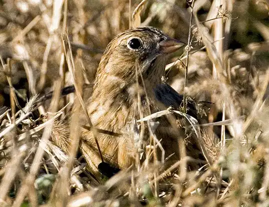 Picture of a smith's longspur (Calcarius pictus)