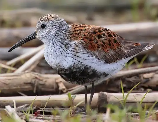 Picture of a dunlin (Calidris alpina)