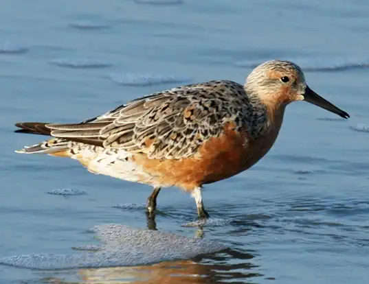 Picture of a rufa red knot (Calidris canutus rufa)