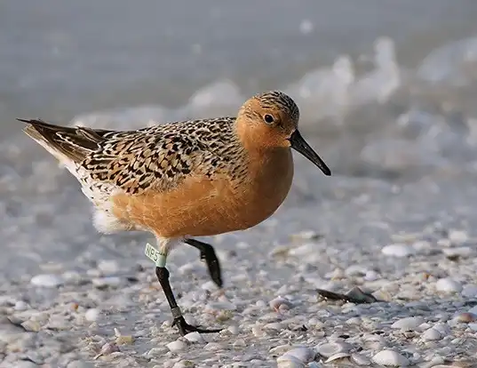 Picture of a red knot (Calidris canutus)