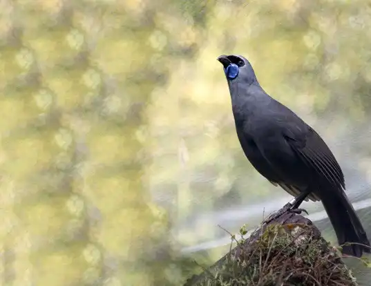 Picture of a kokako (Callaeas cinereus)