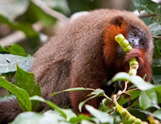 Picture of a coppery titi monkey (Callicebus cupreus)