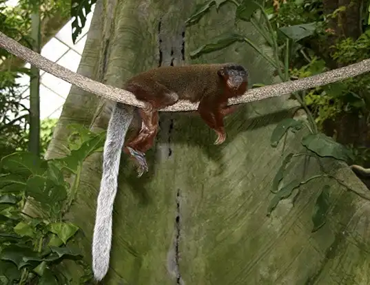 Picture of a red-bellied titi monkey (Callicebus moloch)