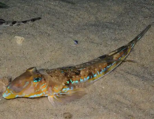 Picture of a dragonet (Callionymus lyra)
