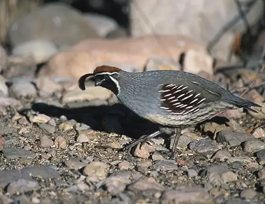 Picture of a gambel's quail (Callipepla gambelii)