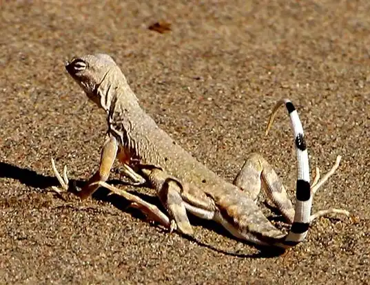 Picture of a zebra-tailed lizard (Callisaurus draconoides)