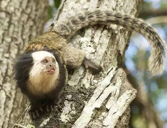 Picture of a geoffroy's tufted-ear marmoset (Callithrix geoffroyi)