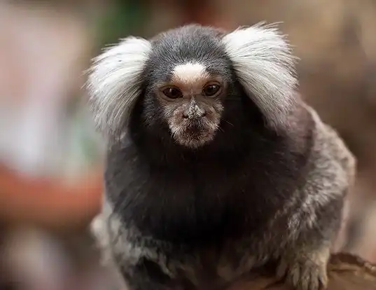Picture of a white-tufted-ear marmoset (Callithrix jacchus)