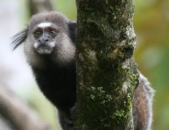 Picture of a weid's black-tufted-ear marmoset (Callithrix kuhlii)