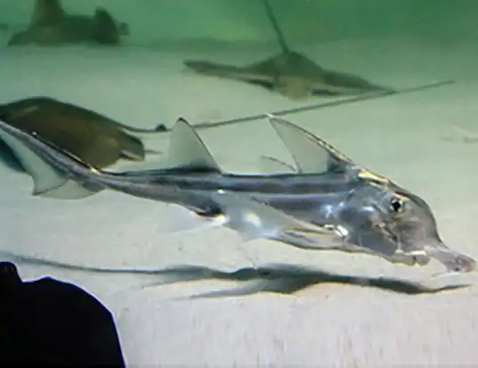 Picture of a cape elephantfish (Callorhinchus capensis)